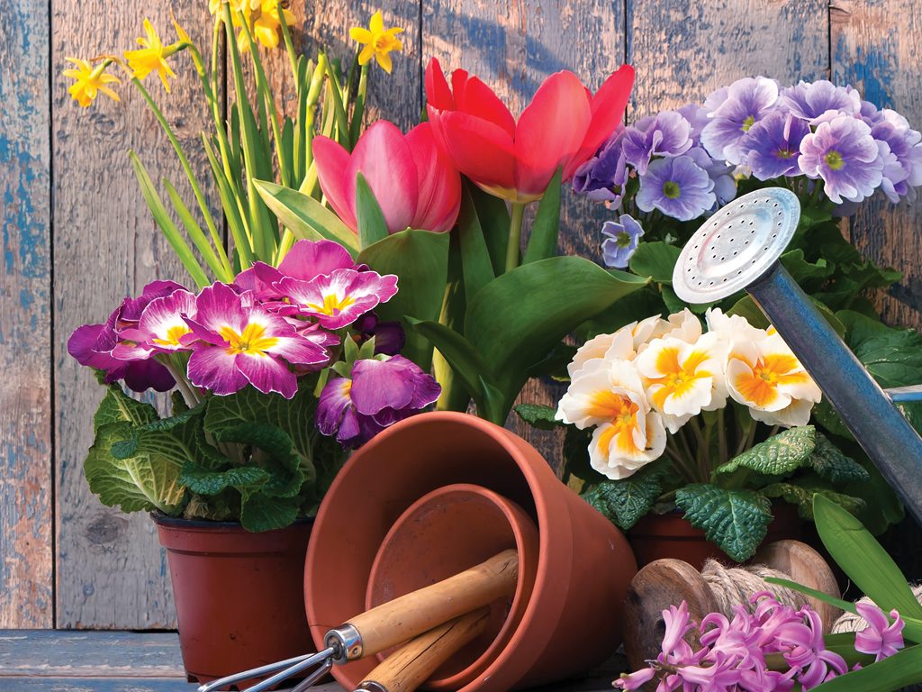 Spring Has Sprung: A Guide to Spring Plants for the Aspiring Green&nbsp;Thumb